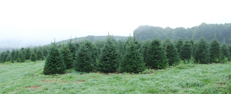 Wholesale North Carolina Fraser Fir Christmas Tree Frield