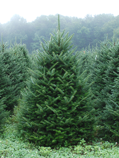 Premium #1 Graded Fraser Fir Christmas Tree